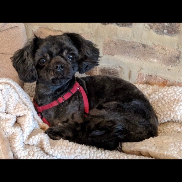 Meet your Posher, Carly - Picture 1 of 1